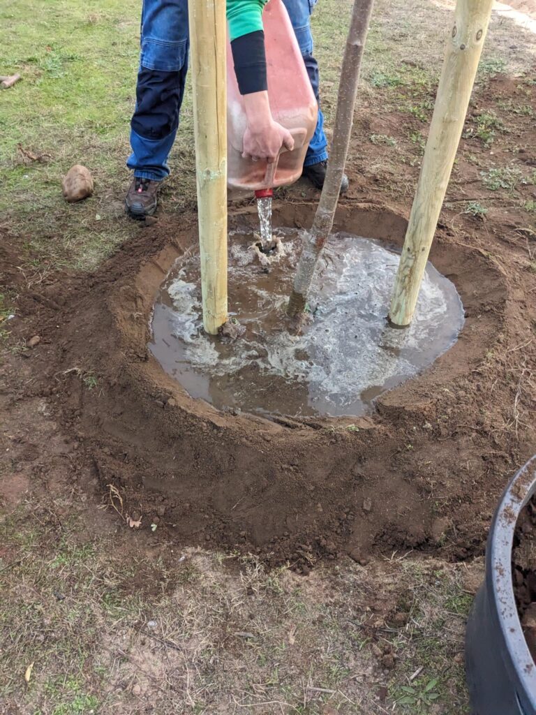 Bewässerung des Baums